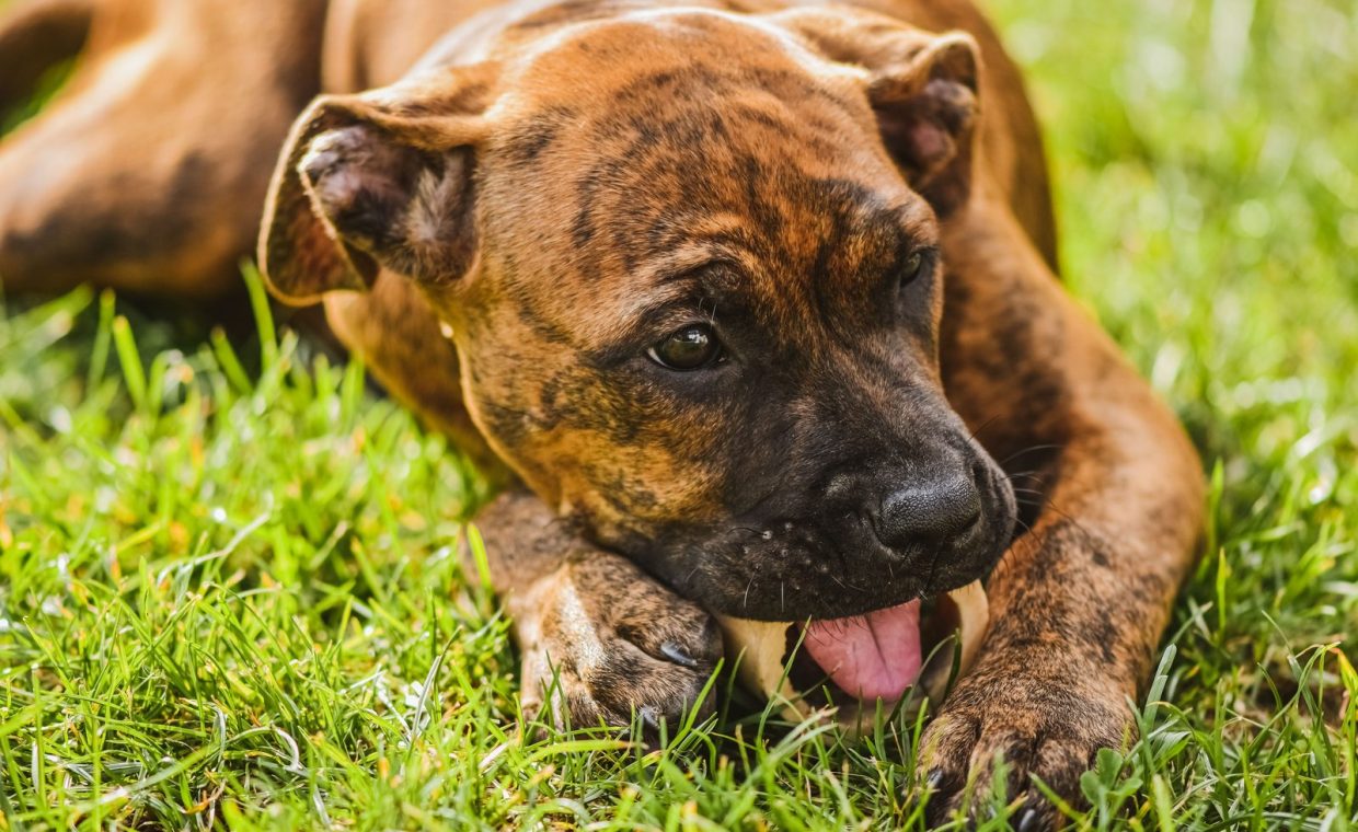 Brown brindle puppy chewing on a bone, lying on green grass in the sunlight.