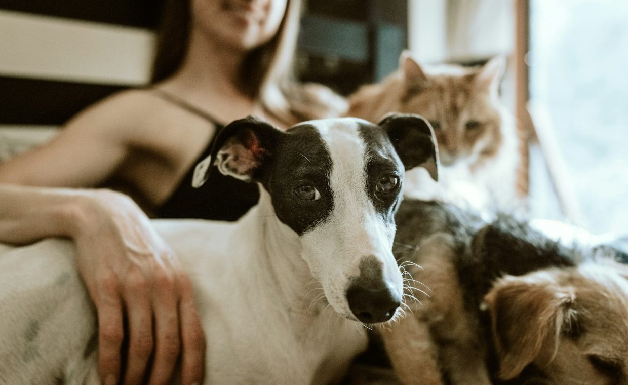 man in white t-shirt sitting beside white and black short coated dog