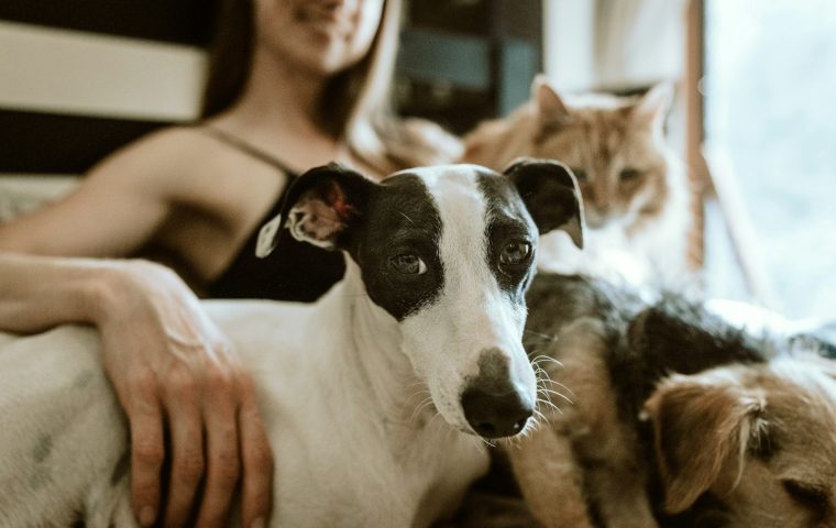 How to Spot and Respond to a Pet Emergency Fast