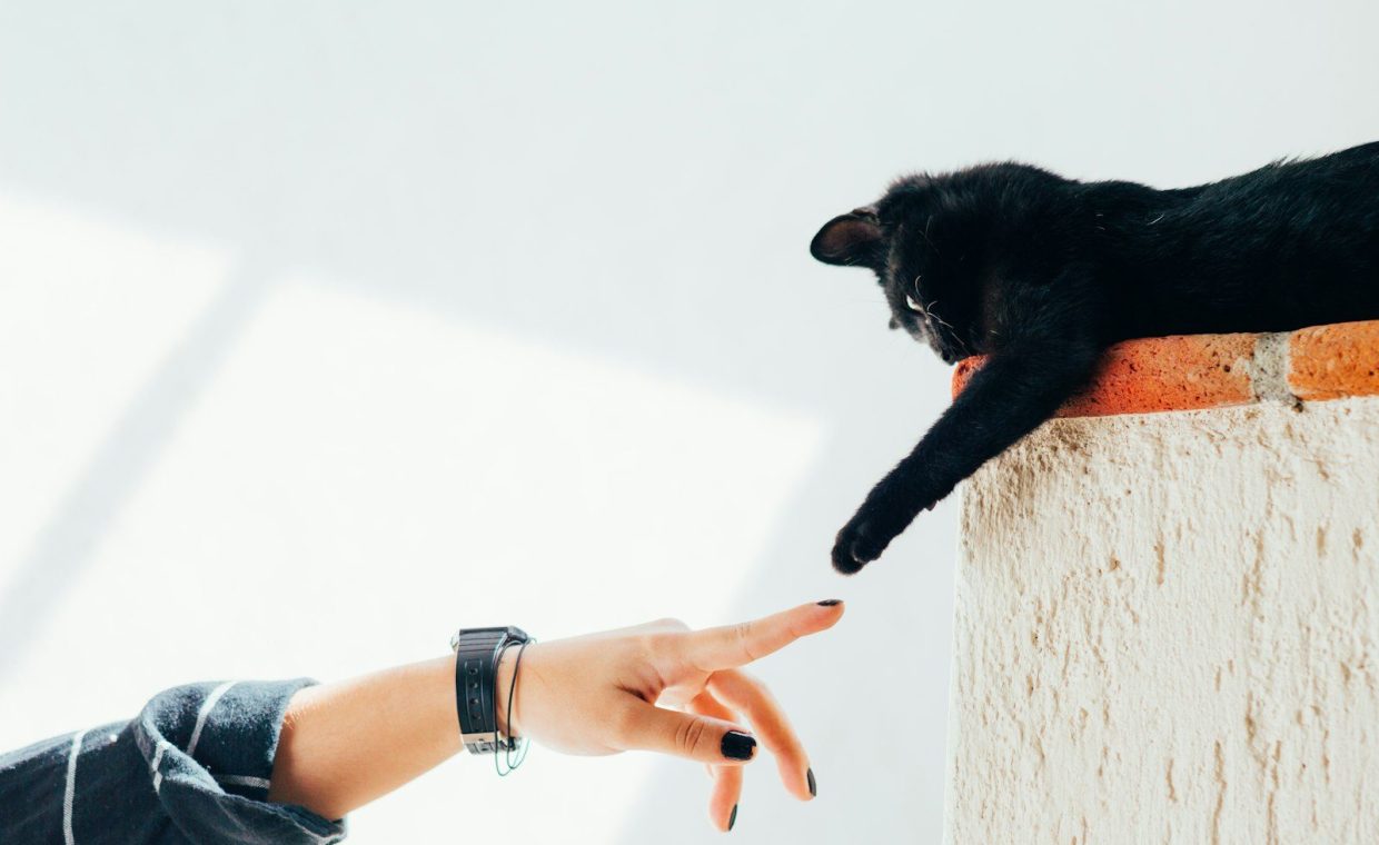 woman and cat joining hands