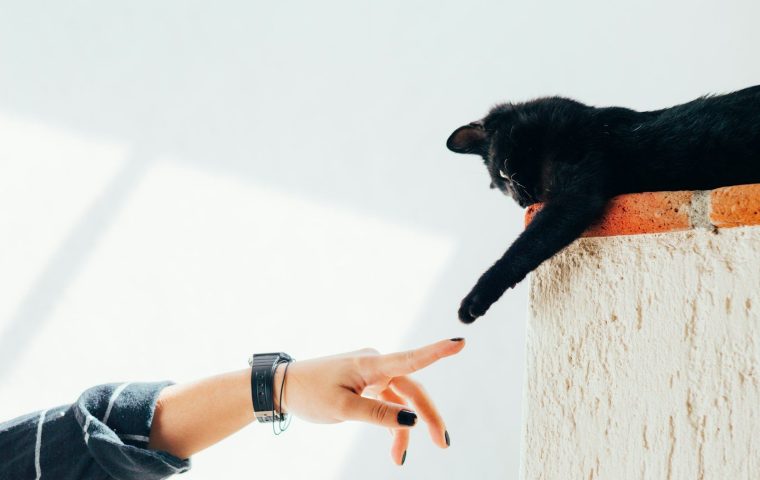 How to Stop Your Cat From Scratching the Furniture