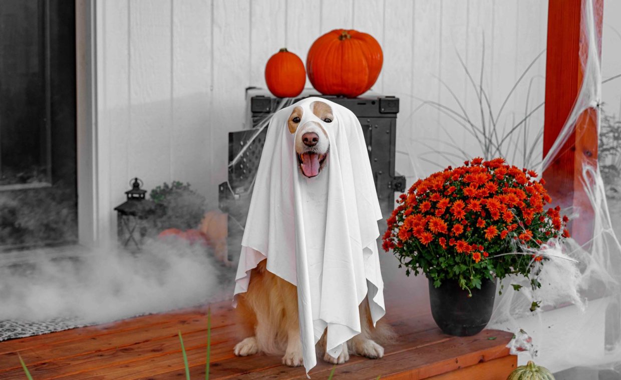 Adorable dog in ghost costume with pumpkins and flowers celebrating Halloween on porch.