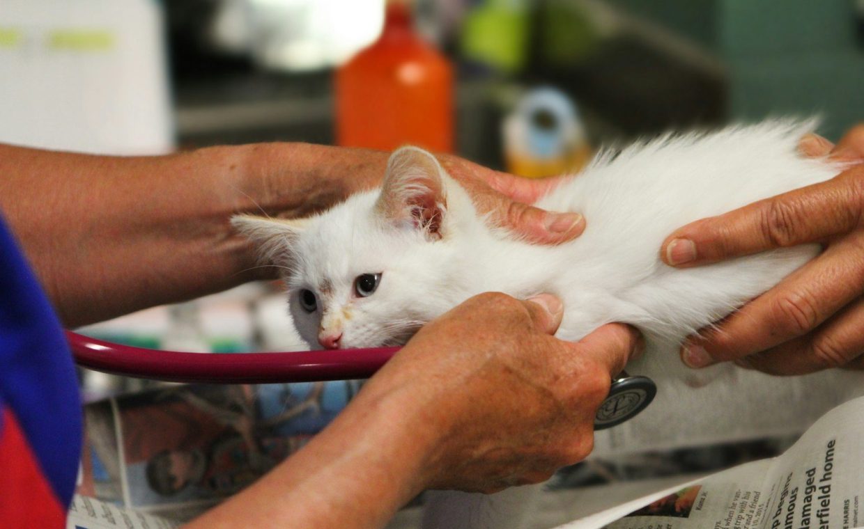 A white kitten being examined by a veterinator