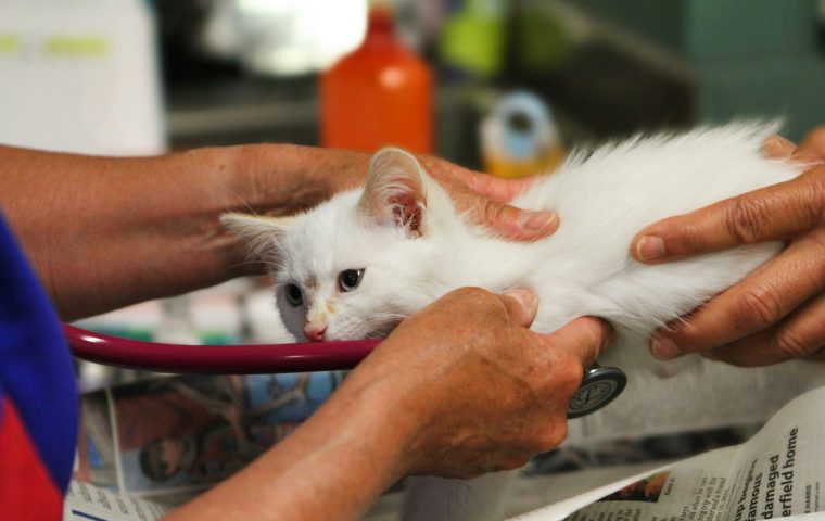 How to Create a Stress-Free Vet Trip for Anxious Cats