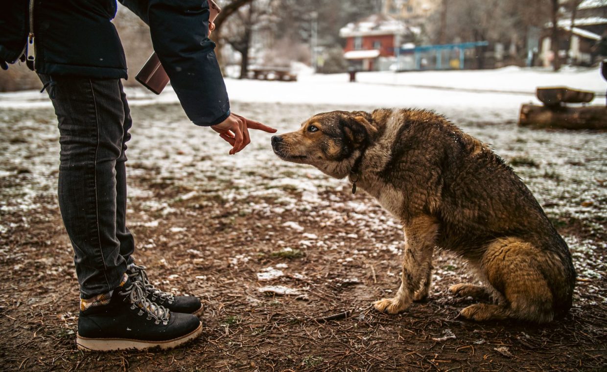 Human bonding with a stray dog in a snowy park setting, showcasing connection and compassion.