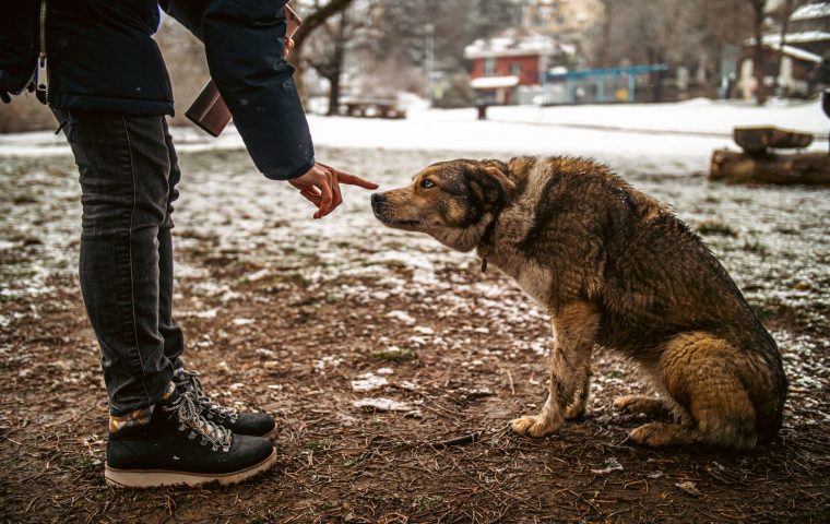 How to Teach Your Dog to Sit Using Positive Reinforcement