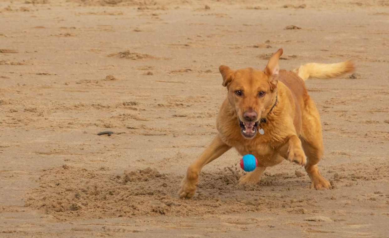 A lively dog joyously playing with a blue ball on a sandy beach. Capture the playful spirit.