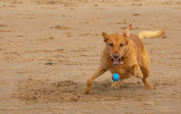 How to Train a Reliable Recall So Your Dog Comes Every Time