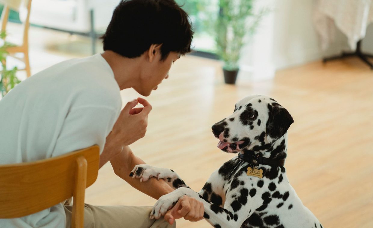 A dalmatian dog playfully interacts with its owner in a cozy indoor setting, creating a warm atmosphere.