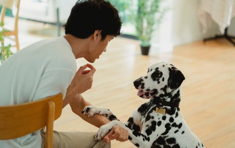 7 Training Mistakes That Confuse Your Dog (and Fixes)
