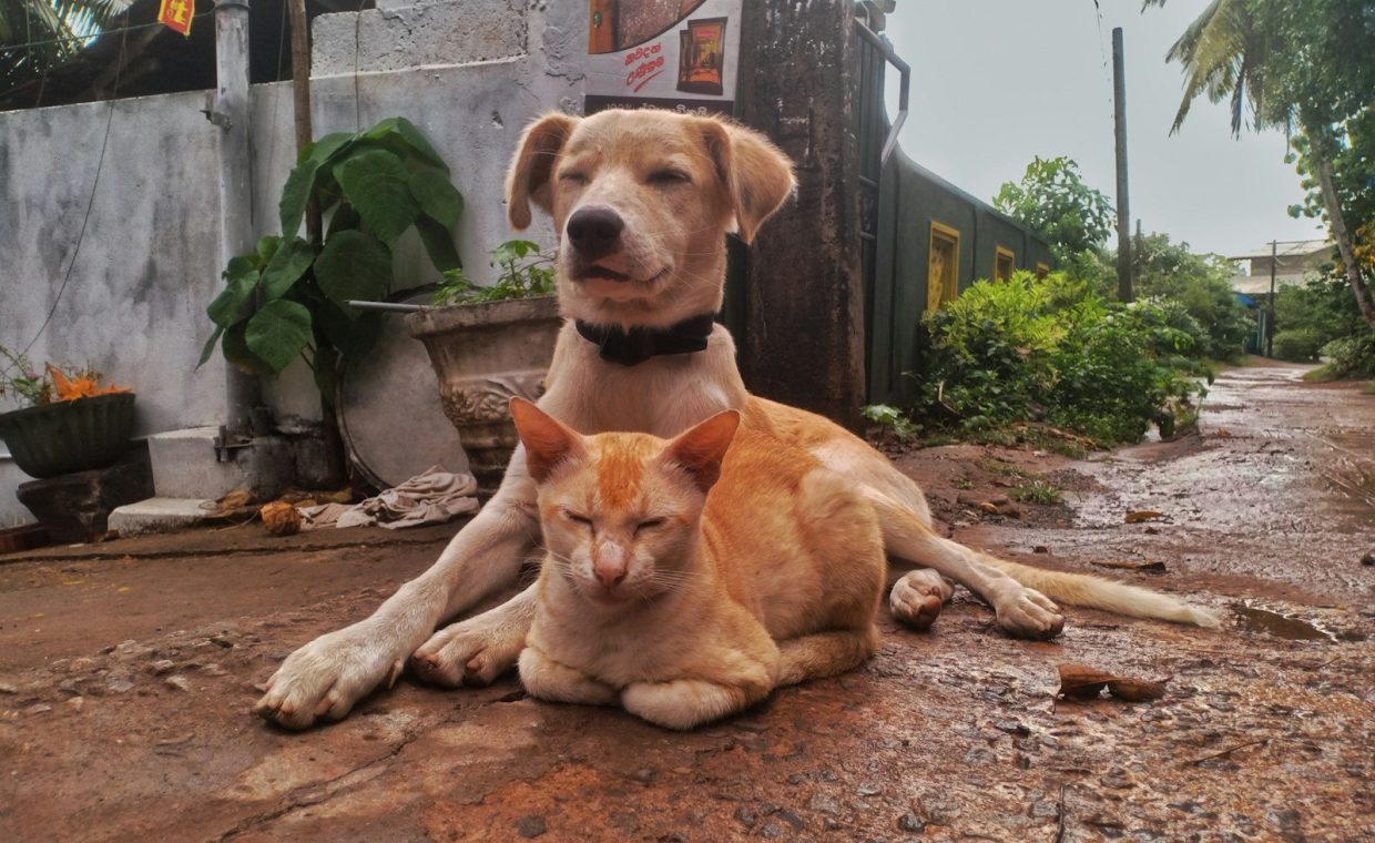 a dog and a cat laying on the ground