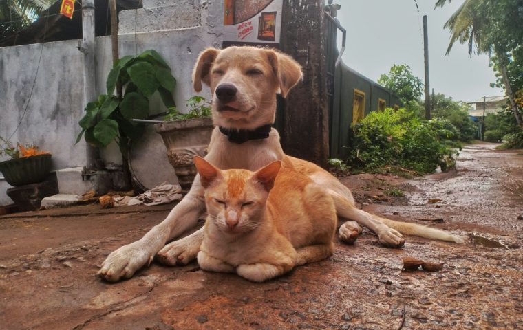 How to Safely Transition Your Pet to a New Food