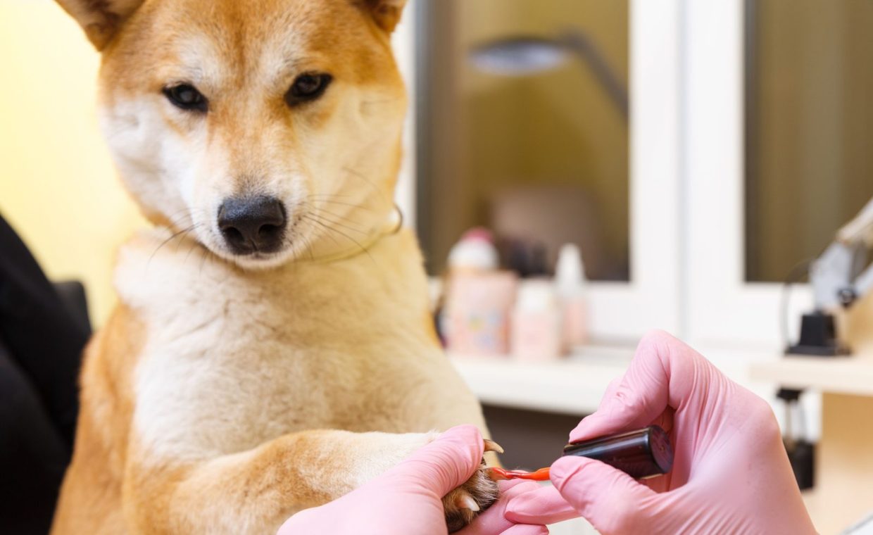 A Shiba Inu dog getting its claws painted in a pet grooming salon, emphasizing luxury pet care.