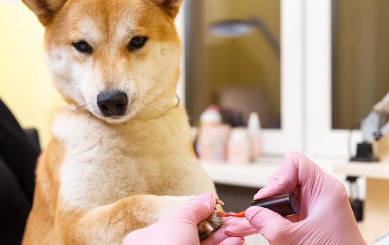 How to Trim Your Dog's Nails Without the Drama