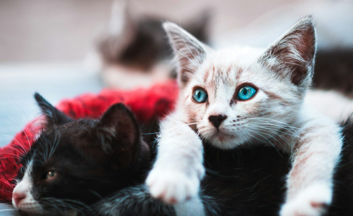 selective focus photography brown cat lying over black cat