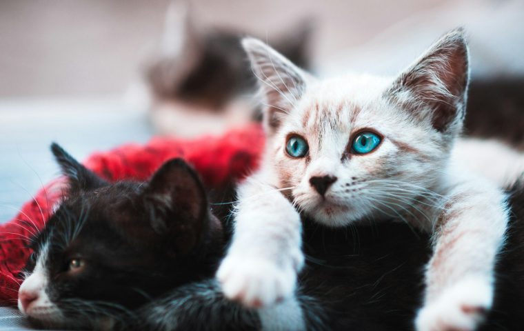 How We Got Two Cats to Finally Live in Peace