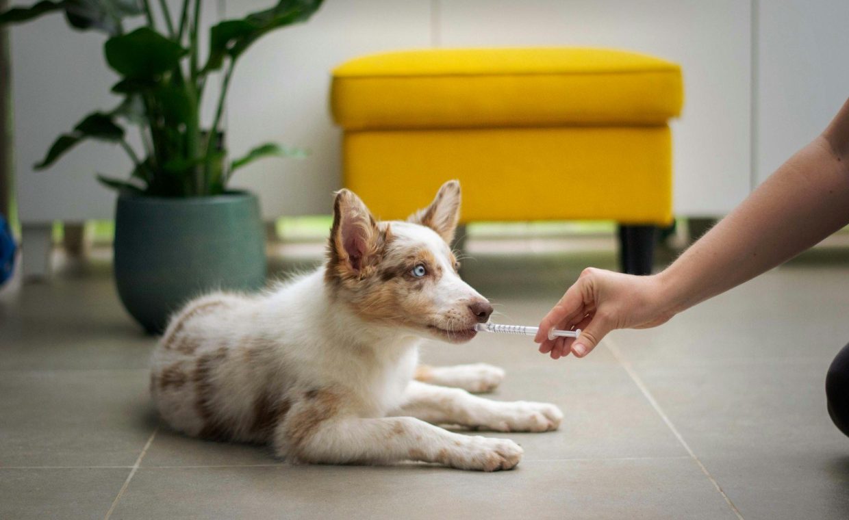 a dog laying on the floor with a person holding a stick