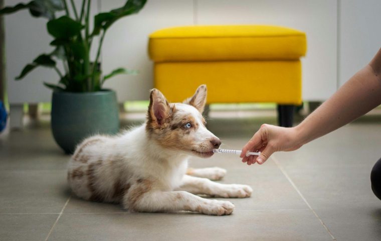 What Vaccines Does My Dog or Cat Actually Need?