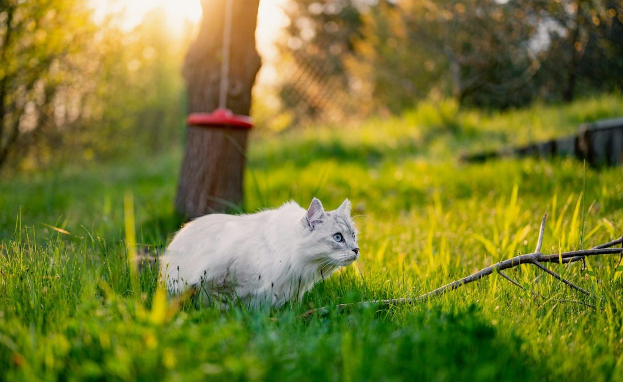 a cat sitting in the grass