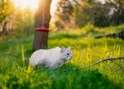 a cat sitting in the grass