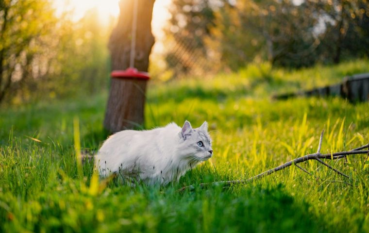 How Vertical Space Transformed Our Bored Indoor Cat