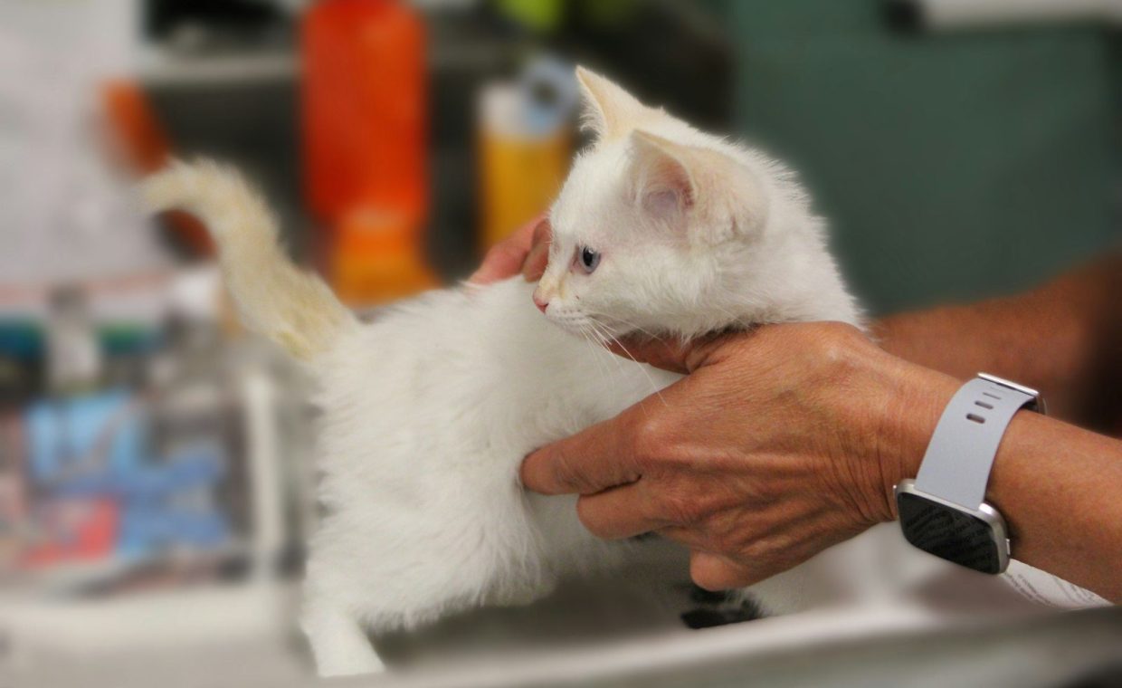 A person holding a small white kitten in their hands