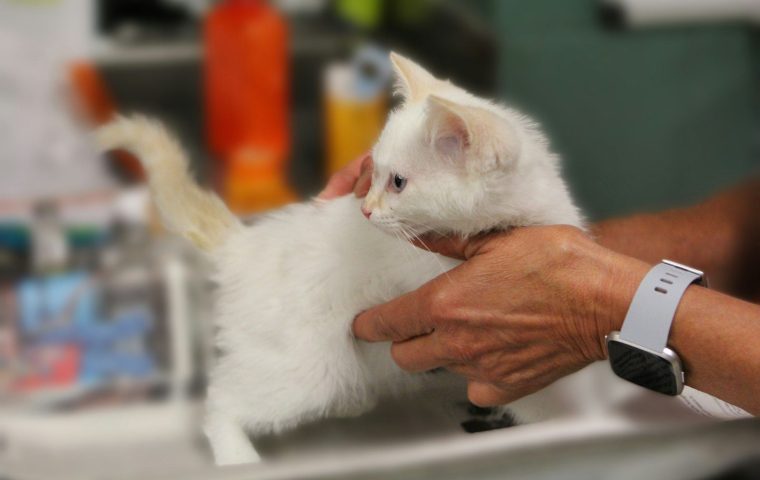 How Early Weight Tracking Caught Our Cat's Health Issue