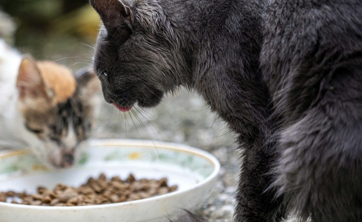 cats eat foods