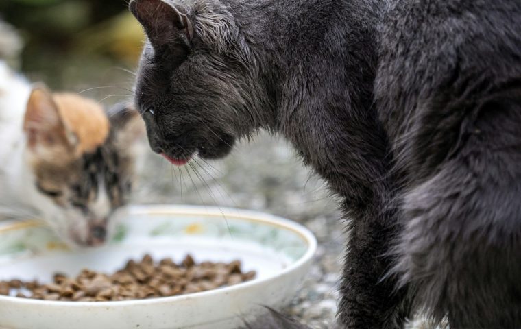 Wet vs Dry Cat Food: Which Is Right for Your Cat?