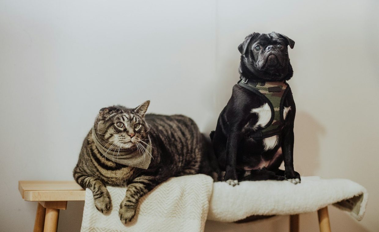 black pug on white textile