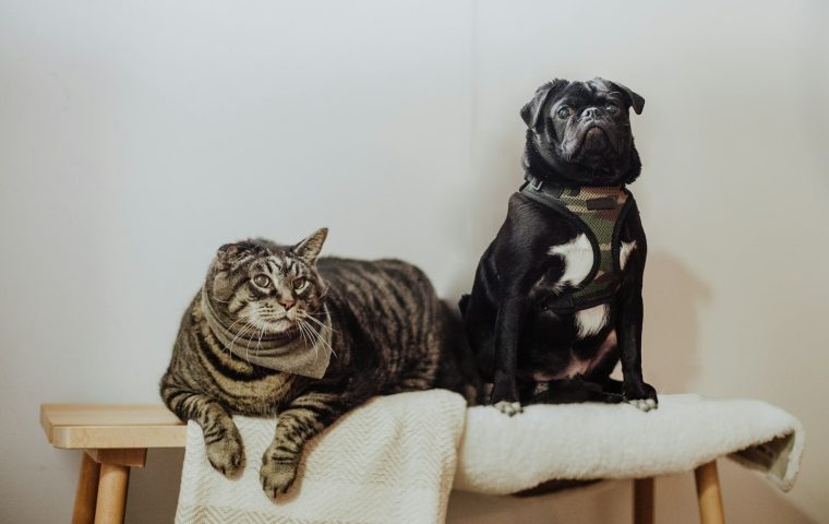 Wet vs Dry Dog Food: Which Should You Feed?