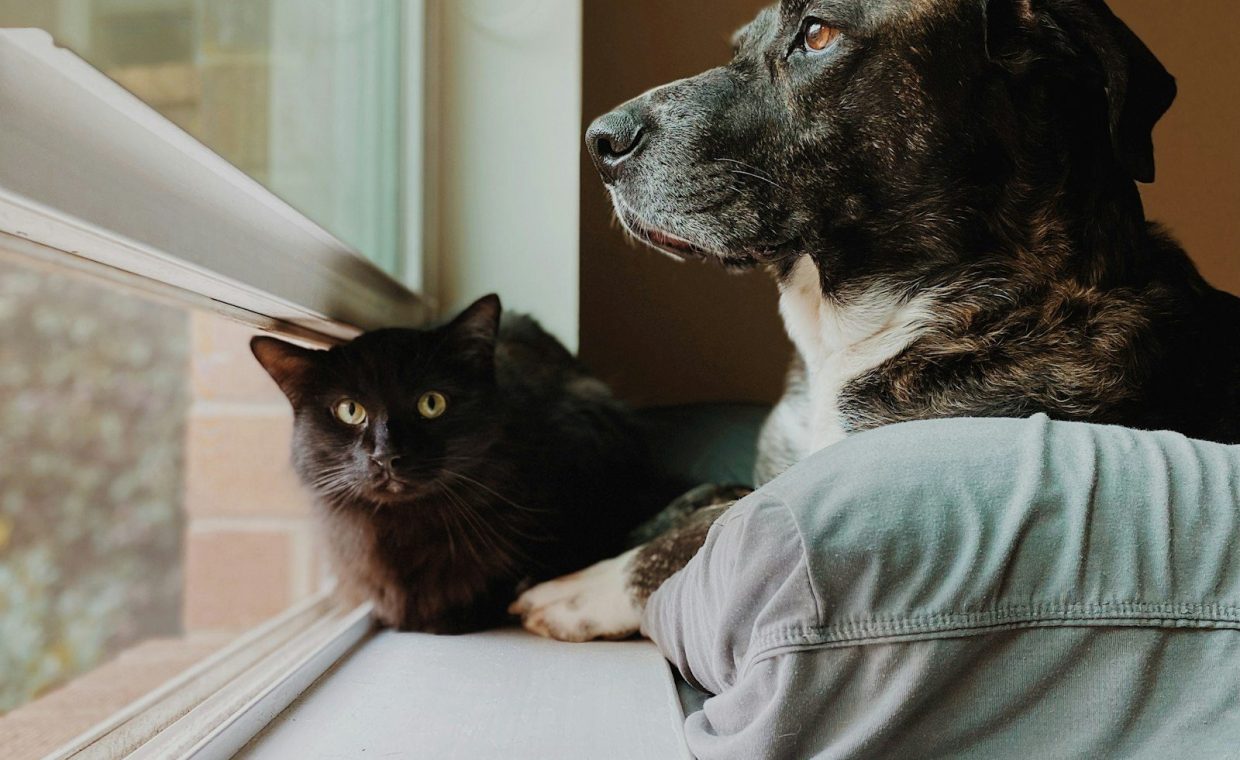 a dog and a cat looking out a window