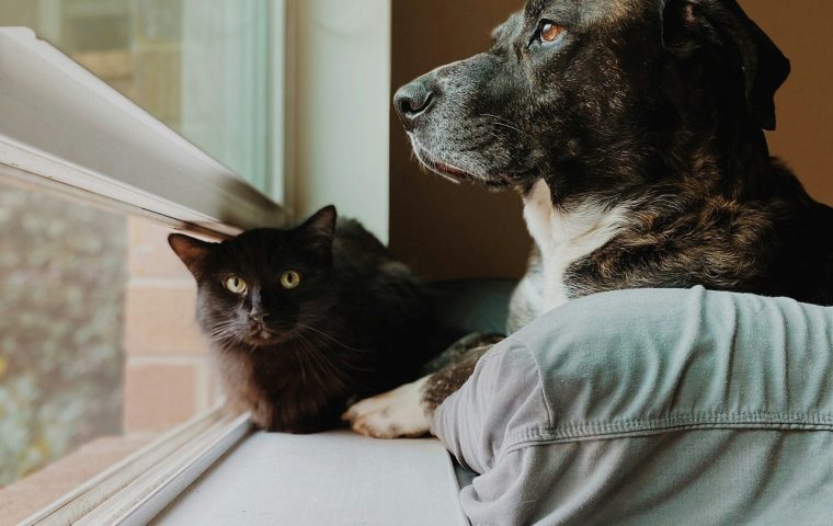 Why Is My Cat Always Hungry? Appetite Explained