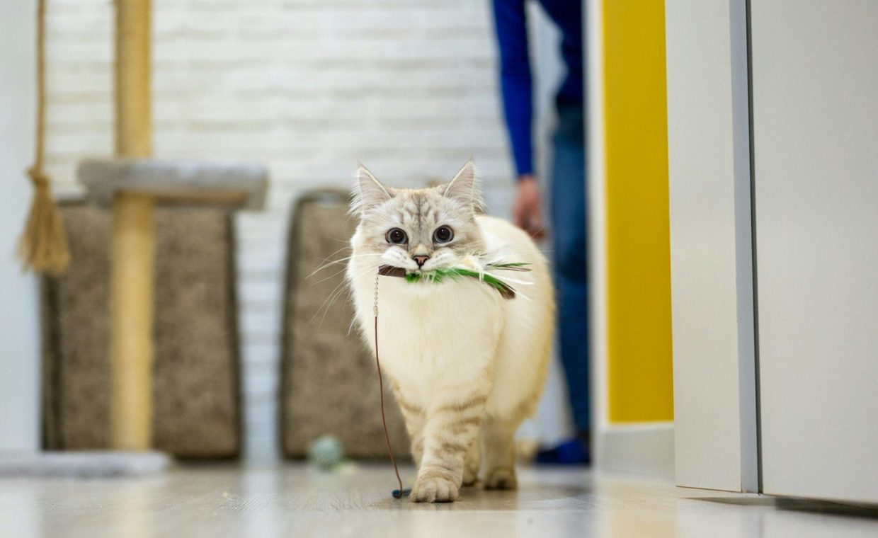 a white cat with a green bow tie