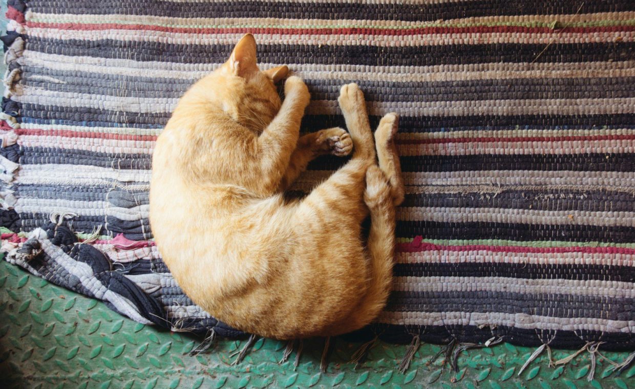 orange tabby cat leaning on multicolored striped mat