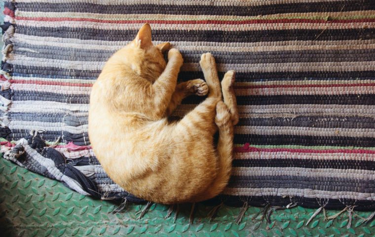 Why Does My Cat Knead Me? The Comfort Behind the Behavior