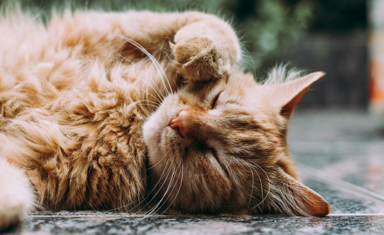 orange Persian cat sleeping