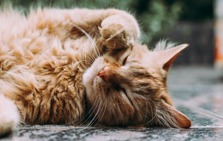 Why Is My Cat Suddenly Hiding More Than Usual?