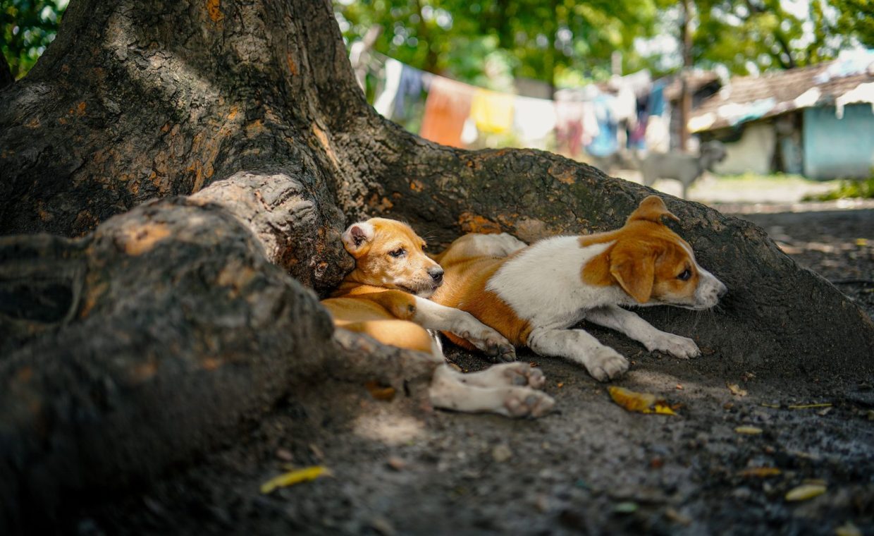 Two cute puppies relaxing in the shade under a large tree in a rural setting.