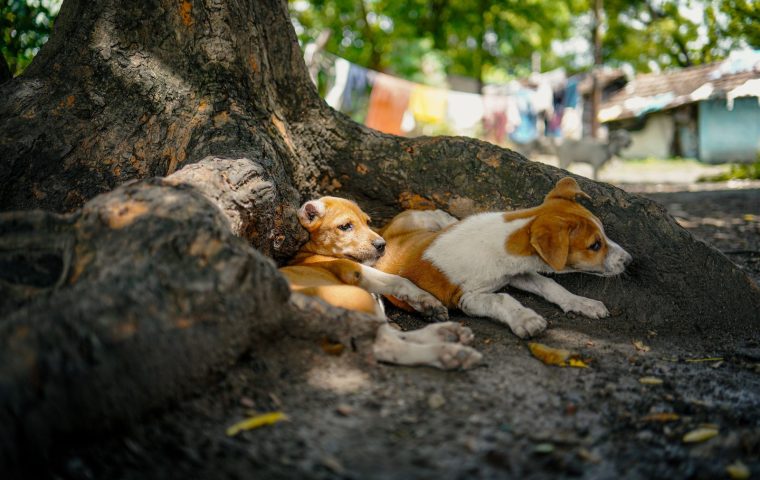 Why Does My Dog Bark at Everything? Causes and Calm Fixes