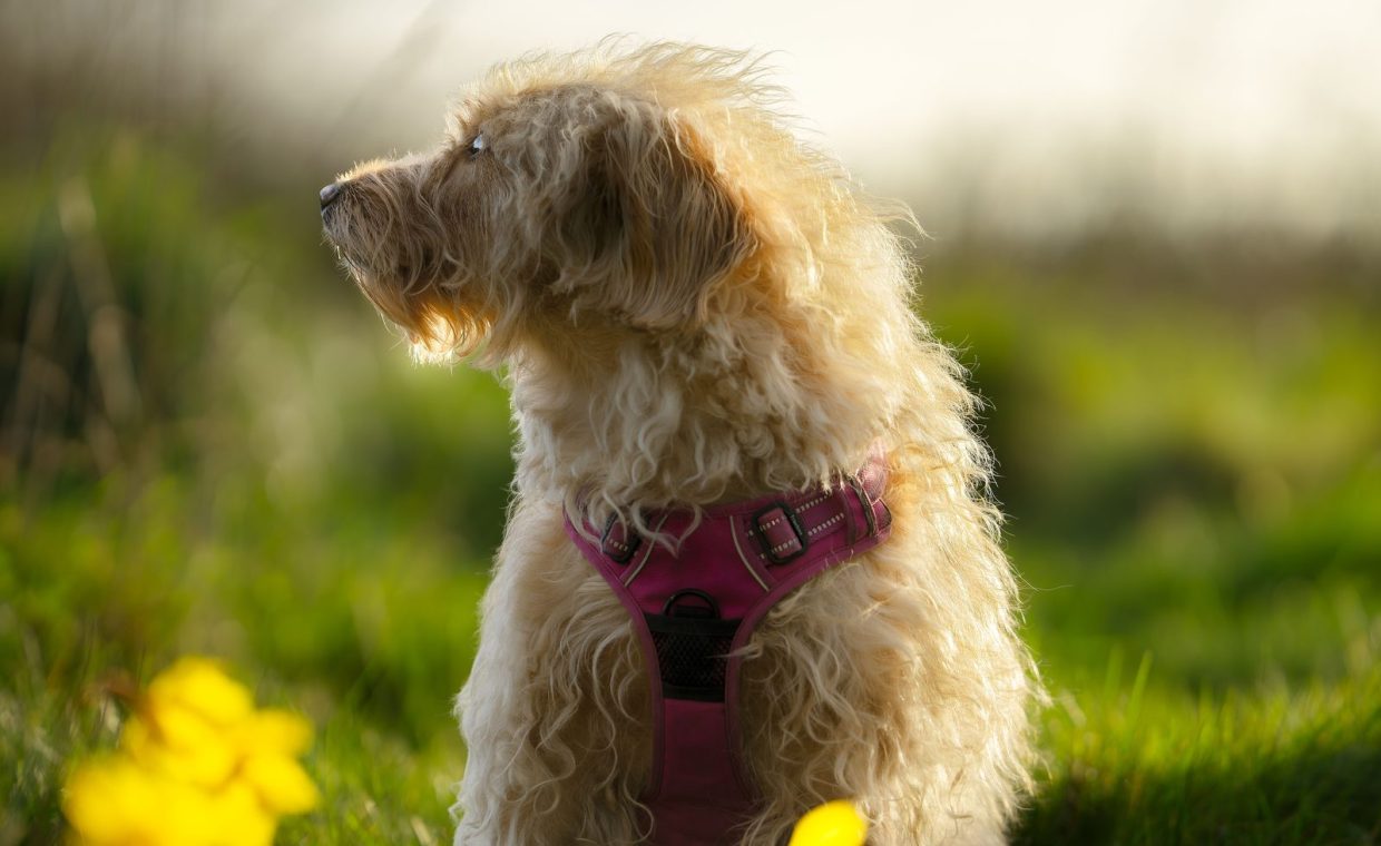 A fluffy dog with a pink harness sits in a sunny field surrounded by yellow flowers.