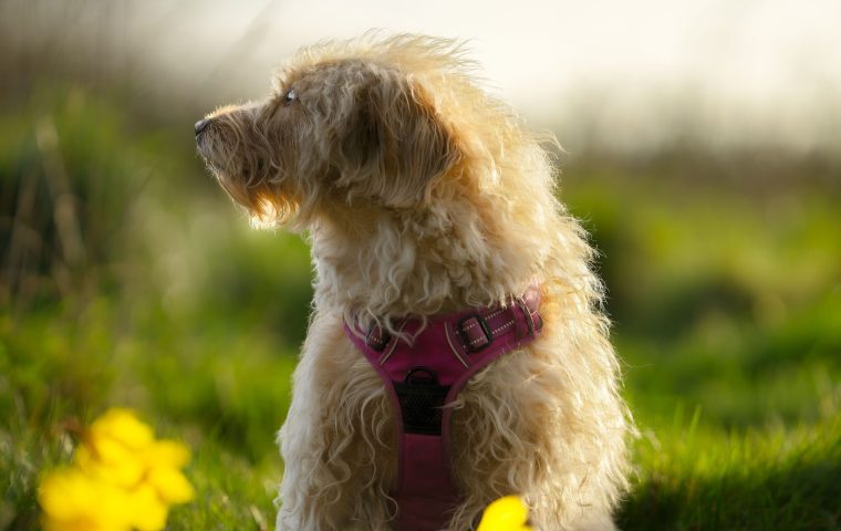 6 Reasons Your Dog Ignores Commands (and How to Fix It)