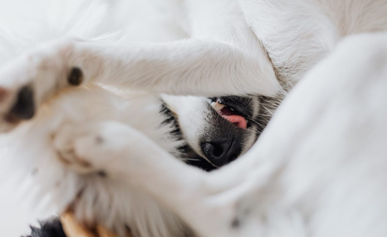 From above of adorable white dog with tongue out lying upside down and twisted on white fluffy fur while showing cute no
