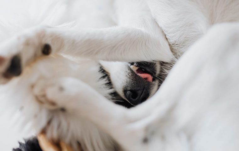 Why Does My Dog Lick Its Paws? 6 Common Causes and Fixes