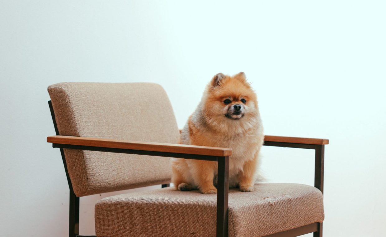 Cute Pomeranian dog sitting comfortably on a stylish armchair indoors.