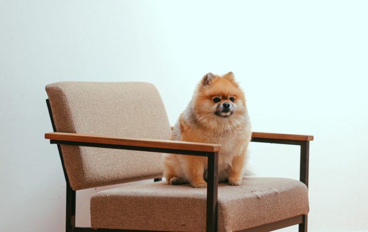 Why Does My Dog Shed So Much? Causes and Control