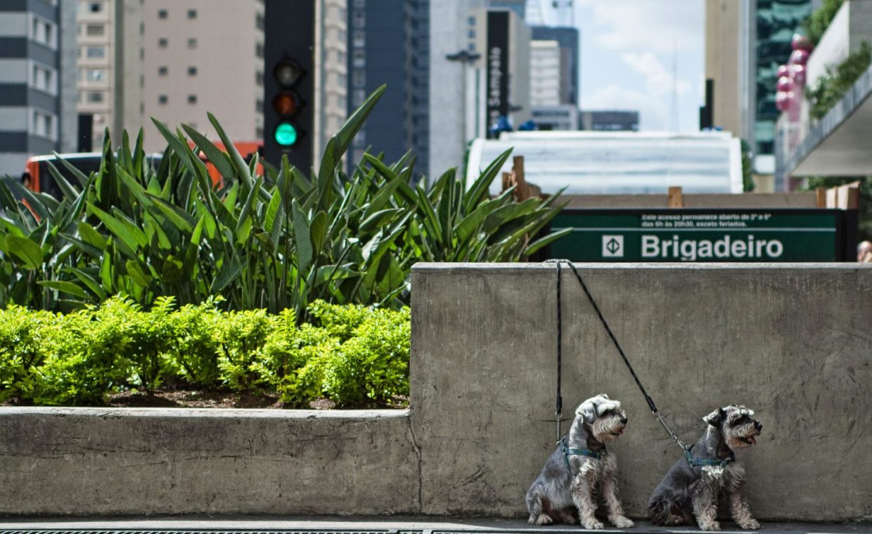 Two Schnauzer dogs on leashes by a concrete wall in a bustling cityscape.