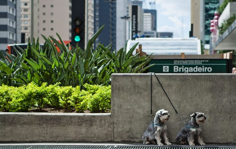 Why Won't My Dog Listen Outside? Distraction Explained