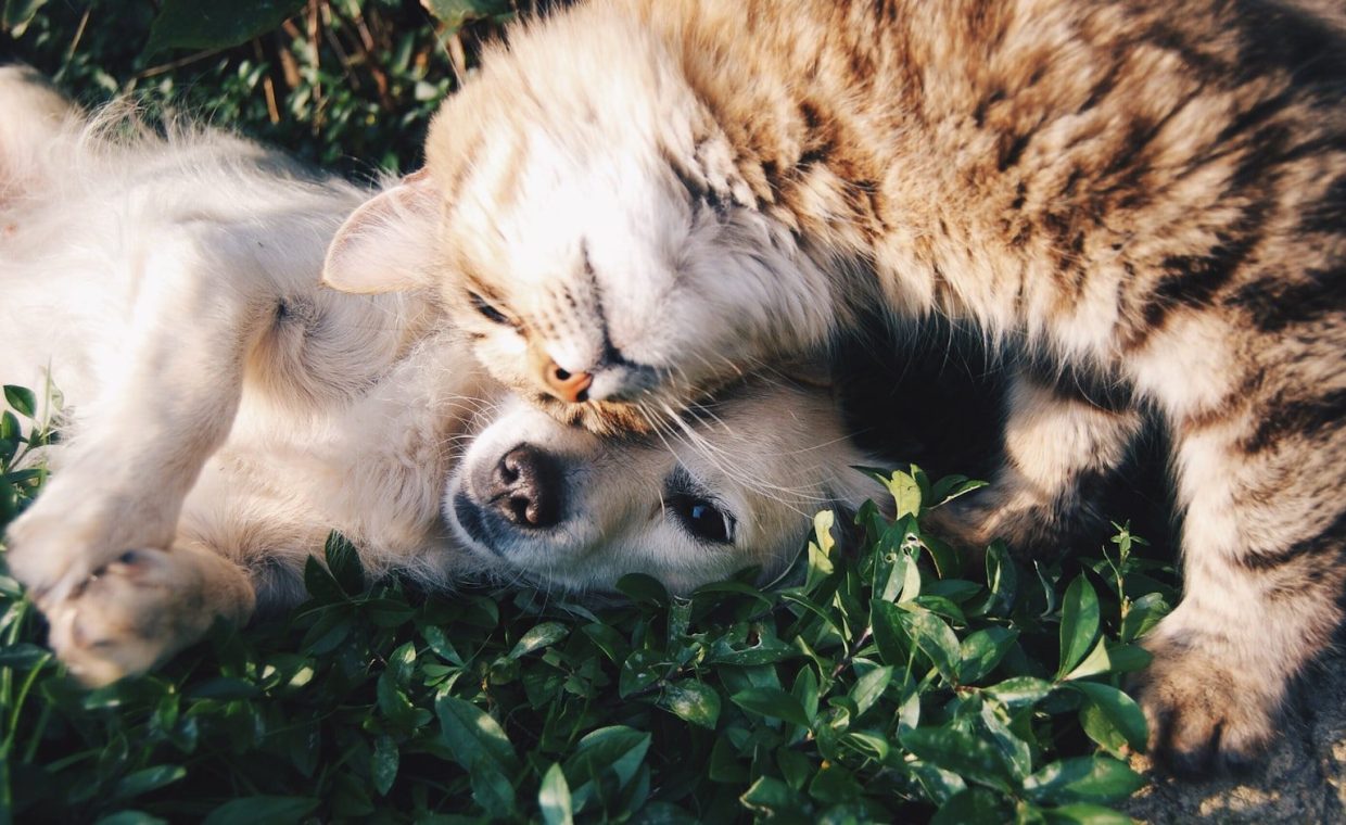 white dog and gray cat hugging each other on grass