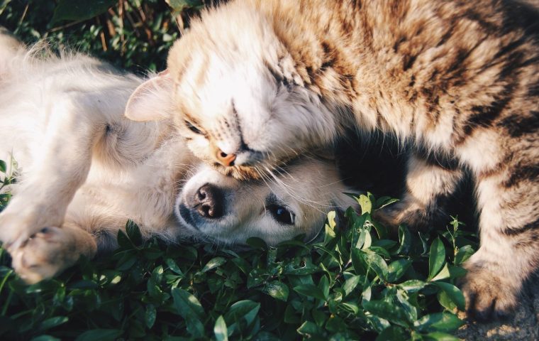 Why Is My Pet Scratching So Much? Common Skin Causes